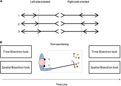 Time Interaction With Two Spatial Dimensions: From Left/Right to Near/Far